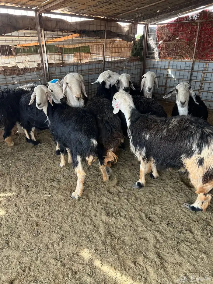 غنم نجد طيبه مضاريع 7