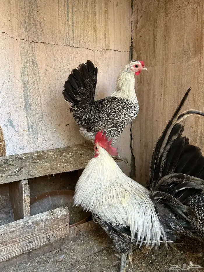 دجاج فيومي 4