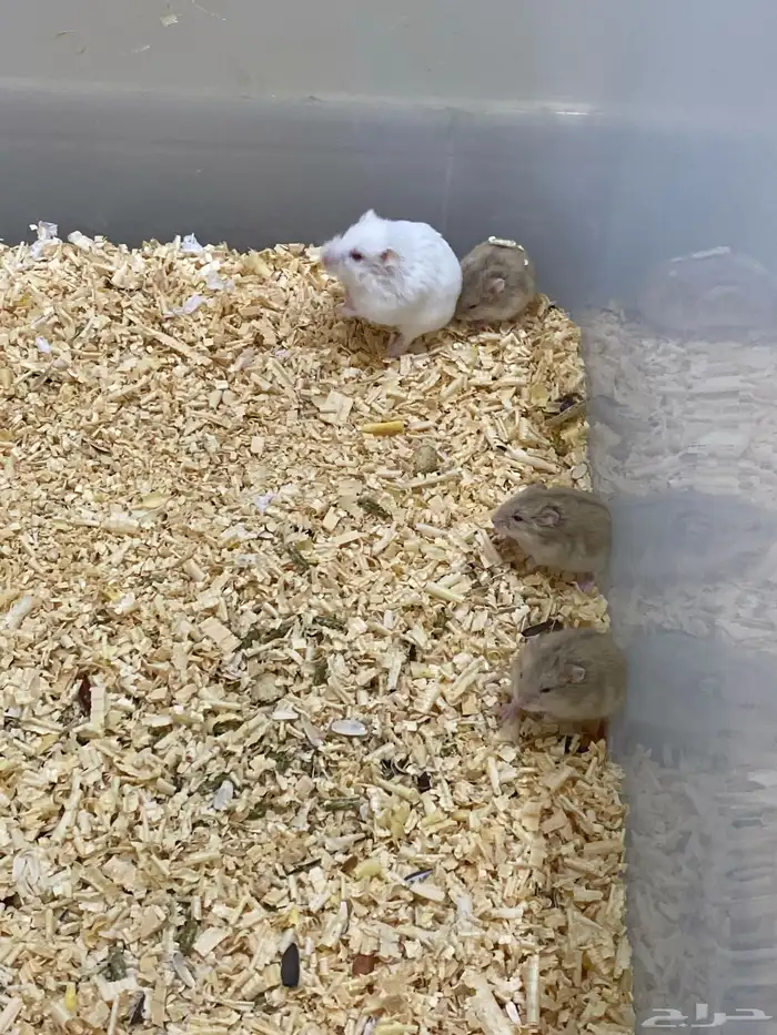 هامستر روسي ذكران 1