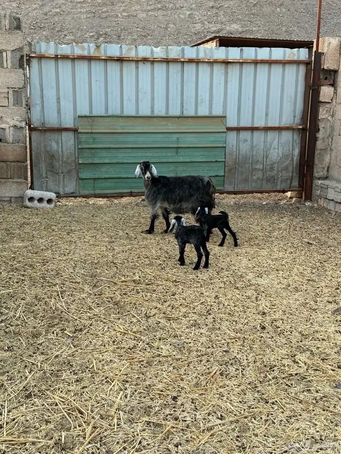 3معزا عوارض مولده مراح نظيفه بسعر مناسب. الحد 900 4