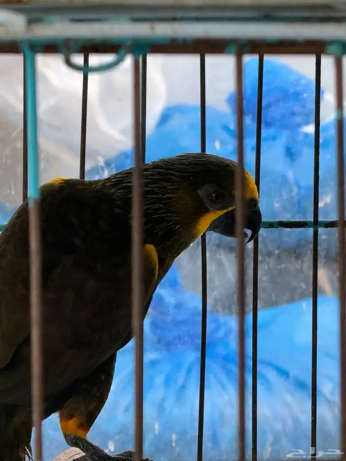 ذكر براون لوري 0