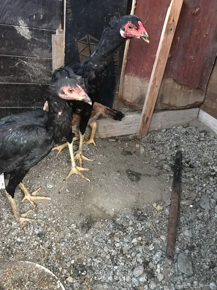 دجاج هنود للبيع ديك ودجاجة مع عيالهم هندي أصلي 1