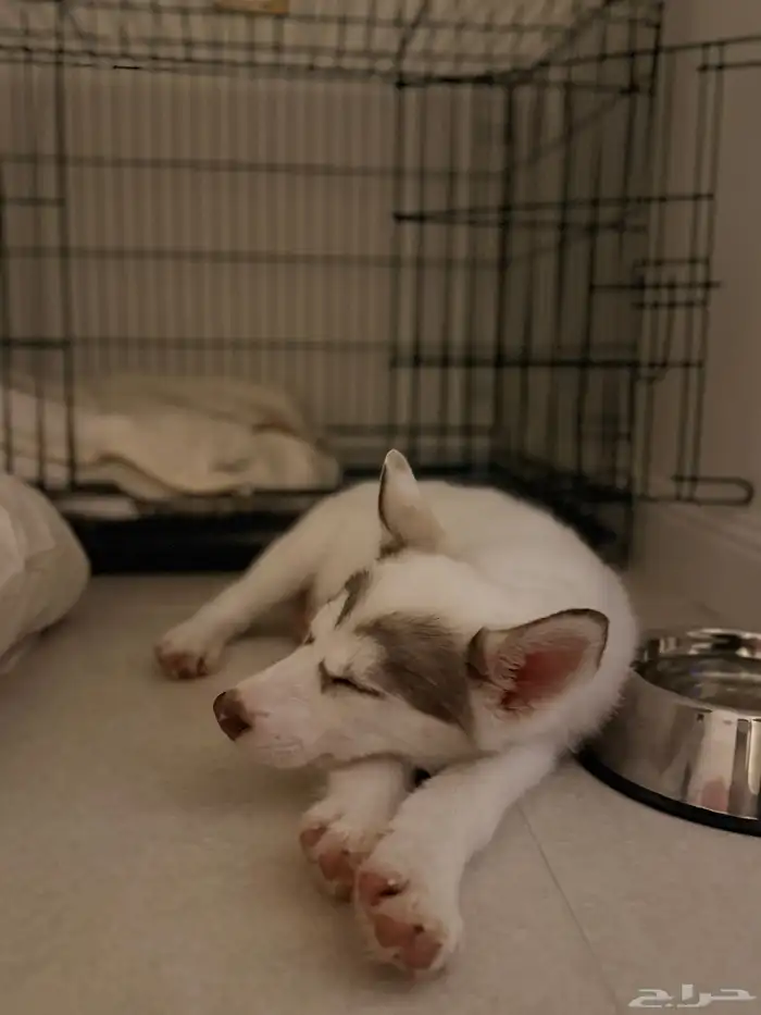 سايبيرين هاسكي عمرها شهرين أنثى مدربة 15 يوم عند مدرب كلاب 0