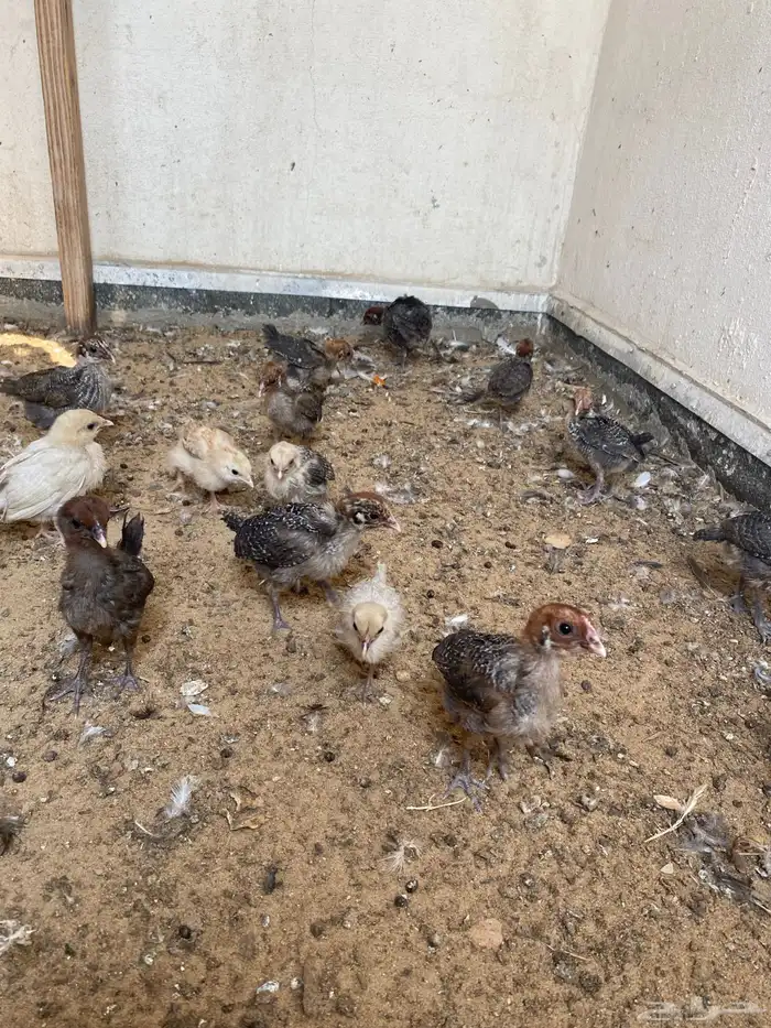 صوص عمر ثلاث أسابيع 1