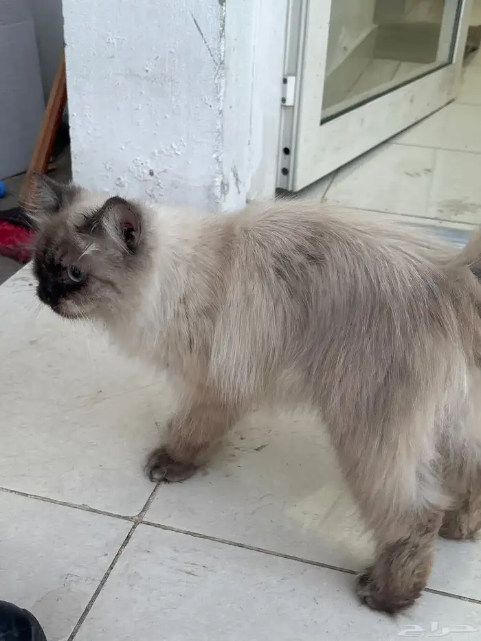 قط الهملايا 0