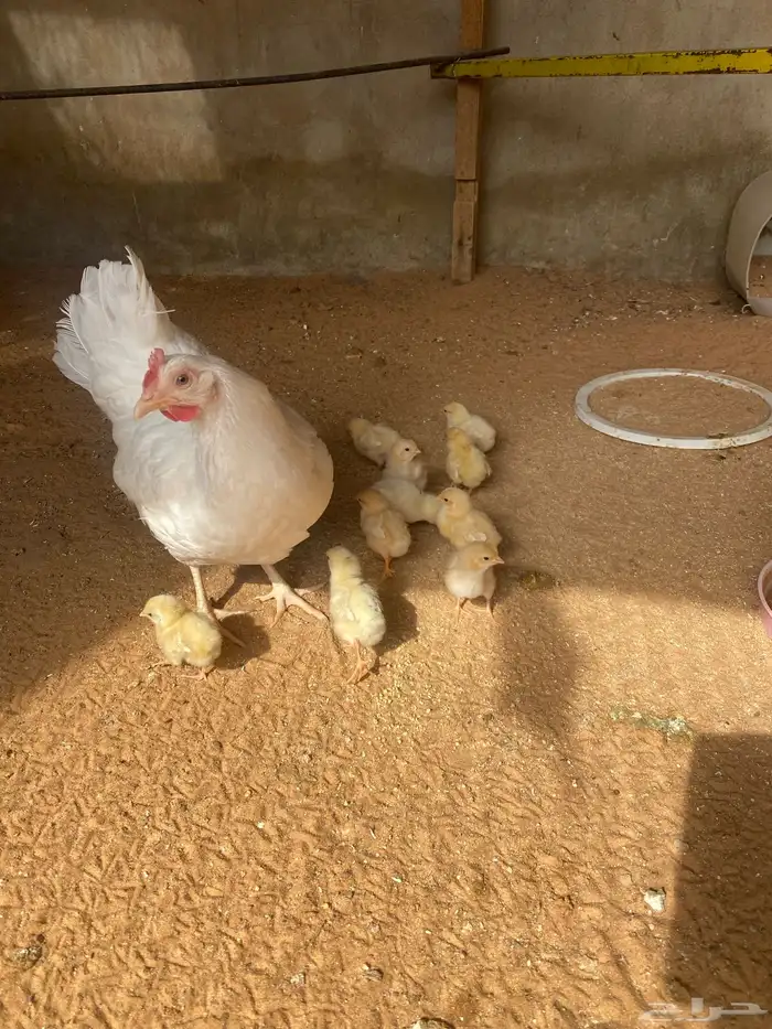 دجاج اورنج تركي معه صوص 0