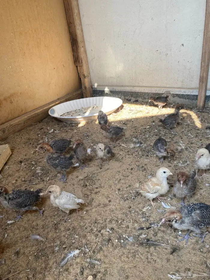 صوص عمر ثلاث أسابيع 0