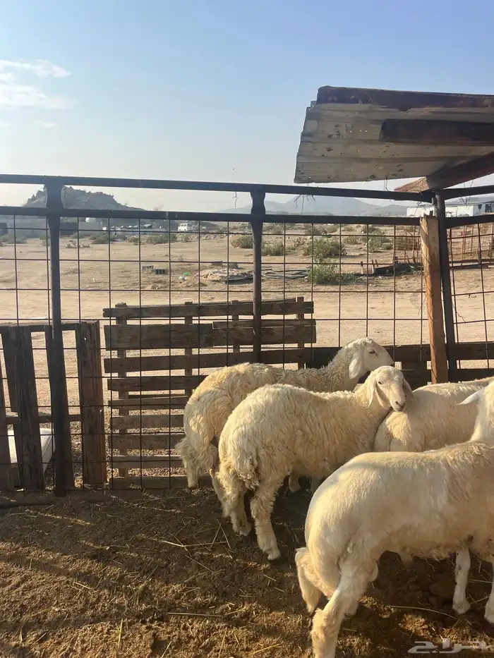 ذبايح حريات مع الذبح وتوصيل209تقيم إيجابي ولله الحمد 8