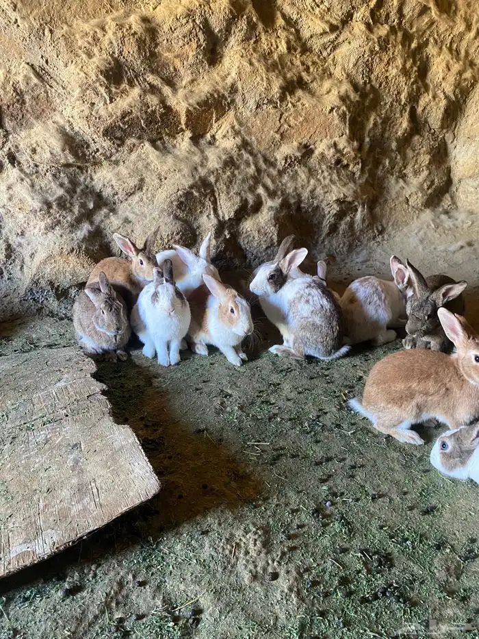 ارانب للبيع دفع العدد 10 اناثي 1