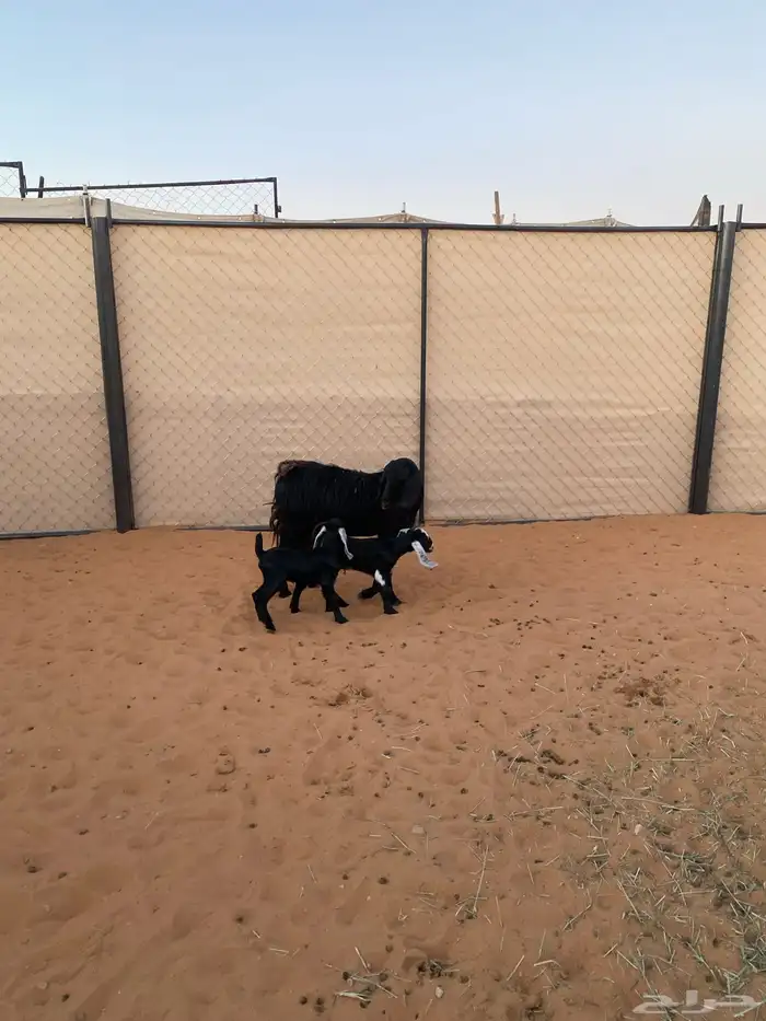 عنز للبيع في شرورة 1