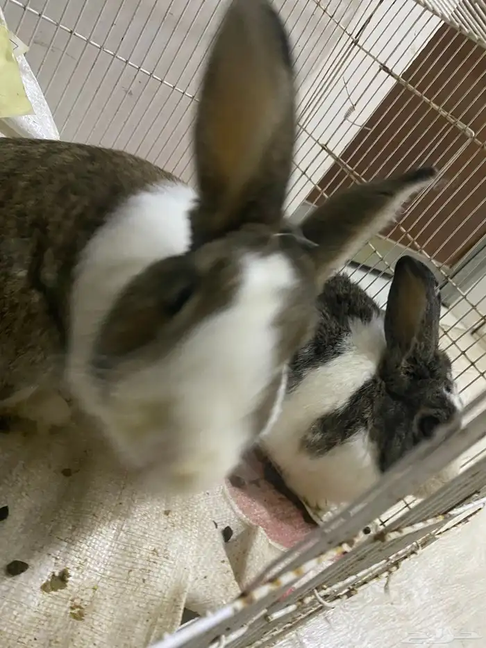 ارانب ذكر و انثى احجام جامبو 1