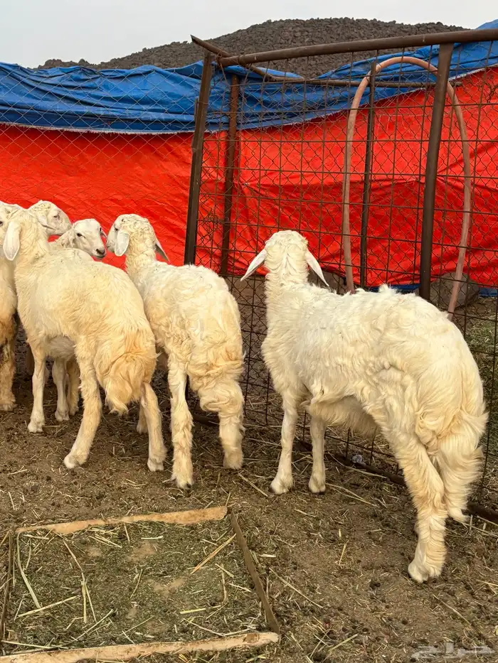 طليان حريه البيع جمله او تفريد 3