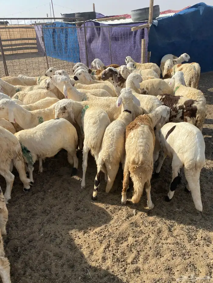 للبيع طليان سواكن 3