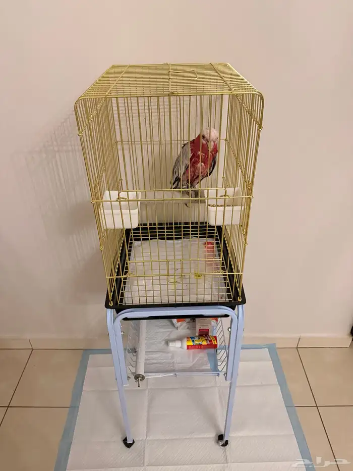 ببغاء كوكاتو قالا أليف 3