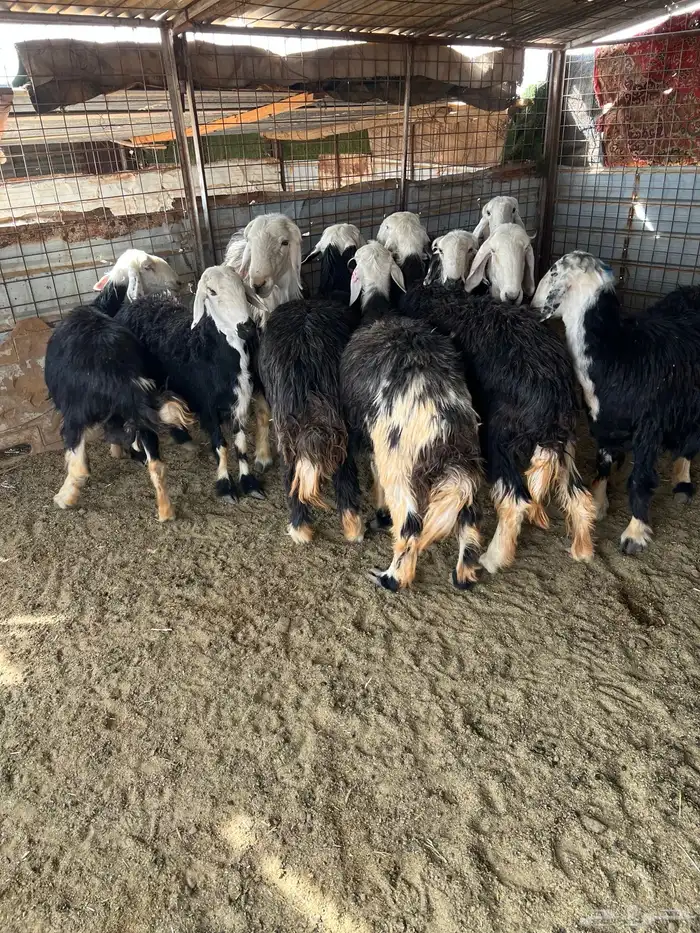 غنم نجد طيبه مضاريع 6