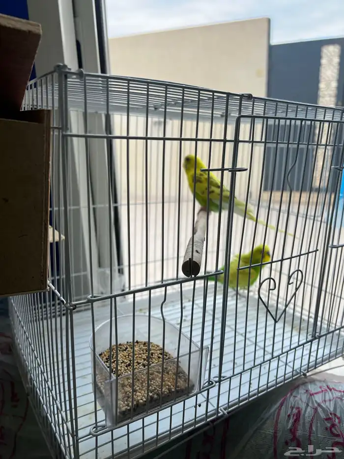 طيور للبيع مع كل أغراضه بصحه ممتازه جدا 5