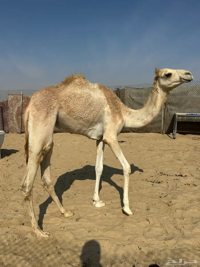 بكره حقه هجن ذلول 2