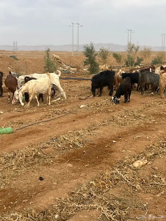 معزا مقنوي مراح طيبه جبره شبب متومه بدا بها الولاد مدافيع 4