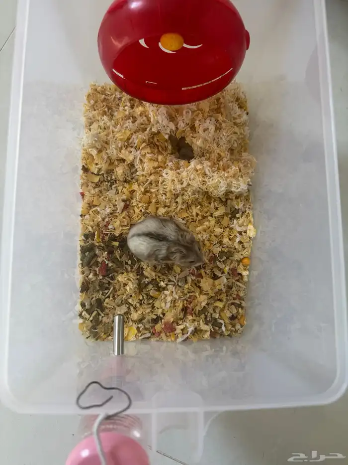 هامستر عندها 7 عيال عمرهم 13 يوم البيع كامل مع القفص 0