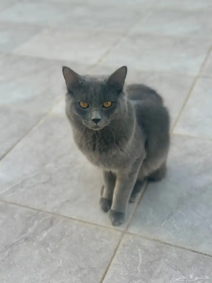 قط ذكر للتبني 4