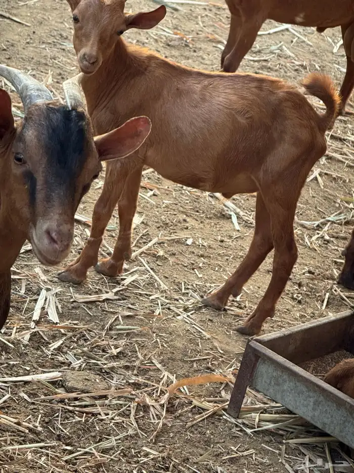 تيوس مندي سمان ونظاف 3