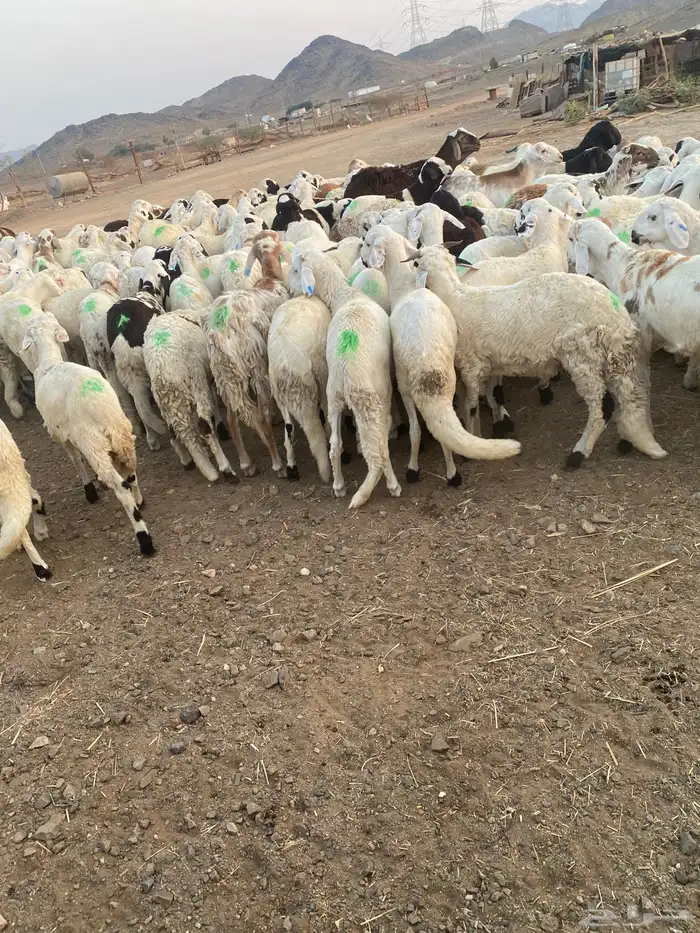 طليان سواكن بيض 8