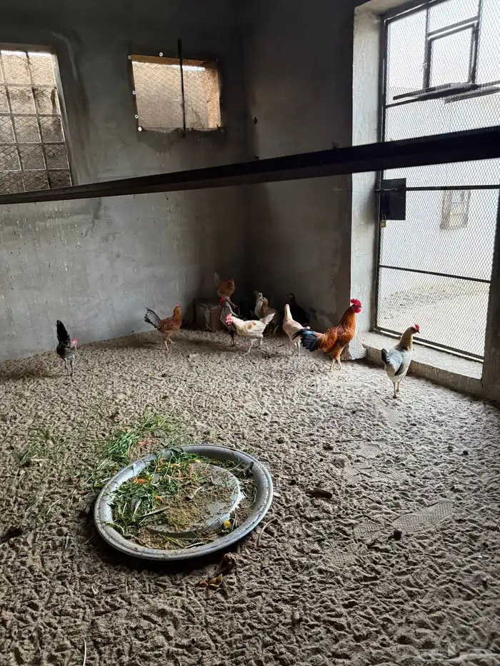 دجاج بلدي بحره المجاهدين 0