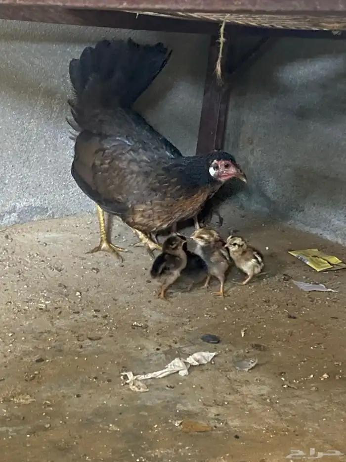 للبيع دجاجه مع صيصانها 1