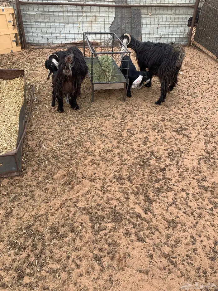 معزا عوارض خلفات 0