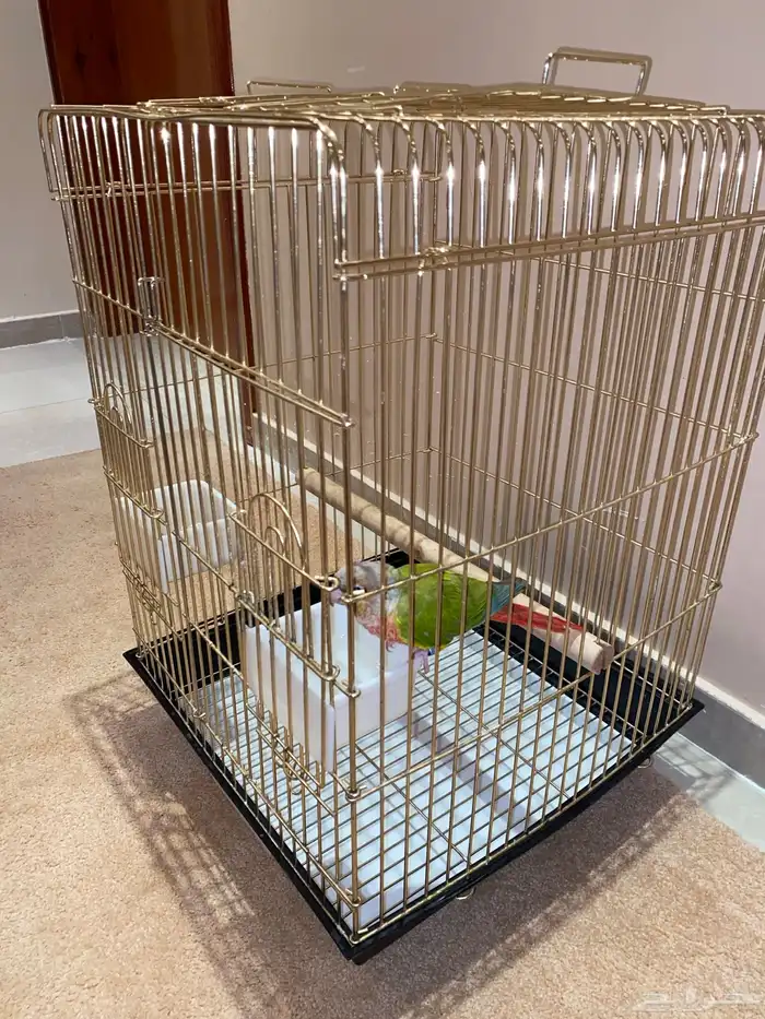 للبيع ببغاء كنيور محجل 12