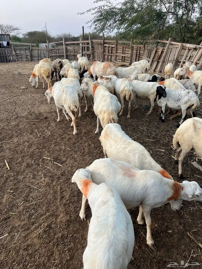 اعرض لكم ضان العدد 44 بلدي للبيع دوار 5