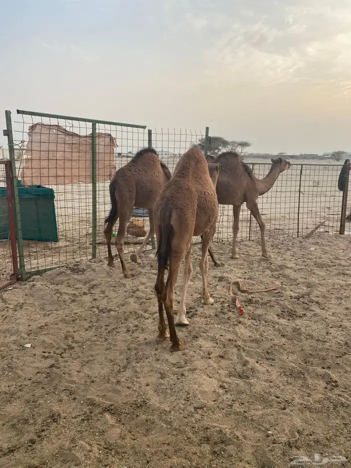 قعدان طيبه للبيع 4