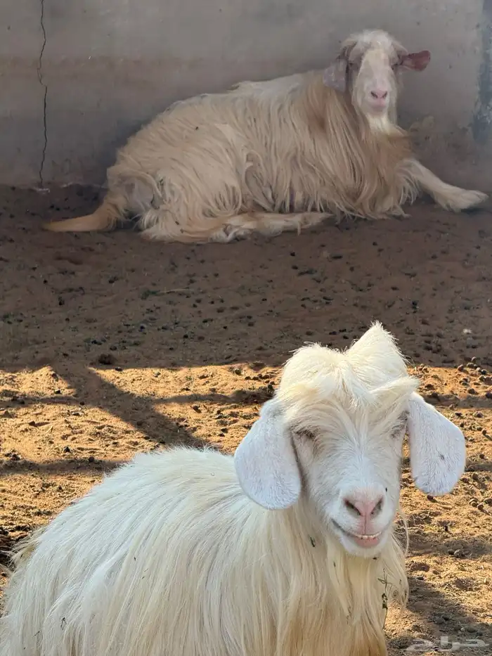 ماعز رحبي نوادر 3