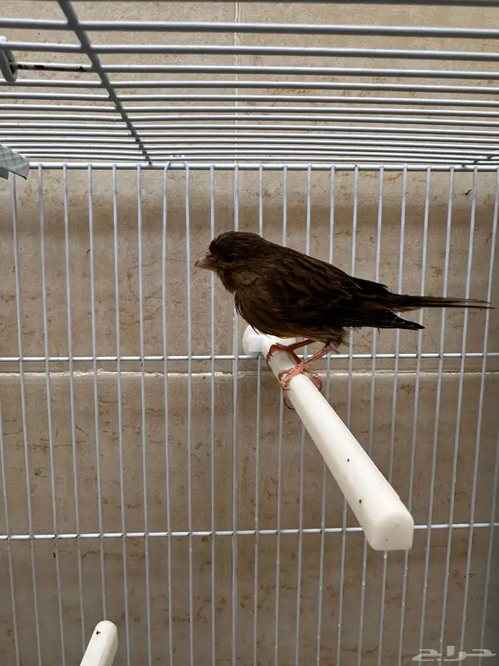 جوز كناري سوري 1