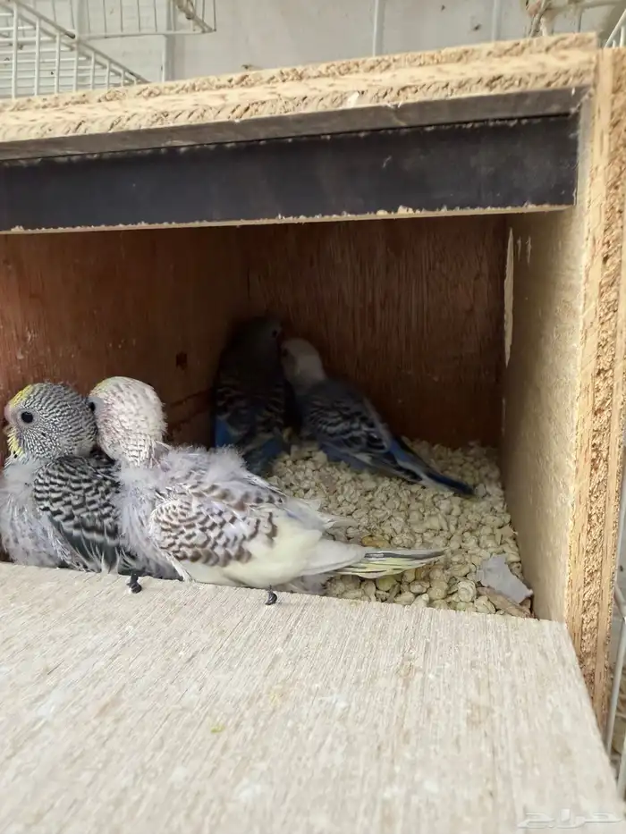 جوز بادجي مع انتاجه 0