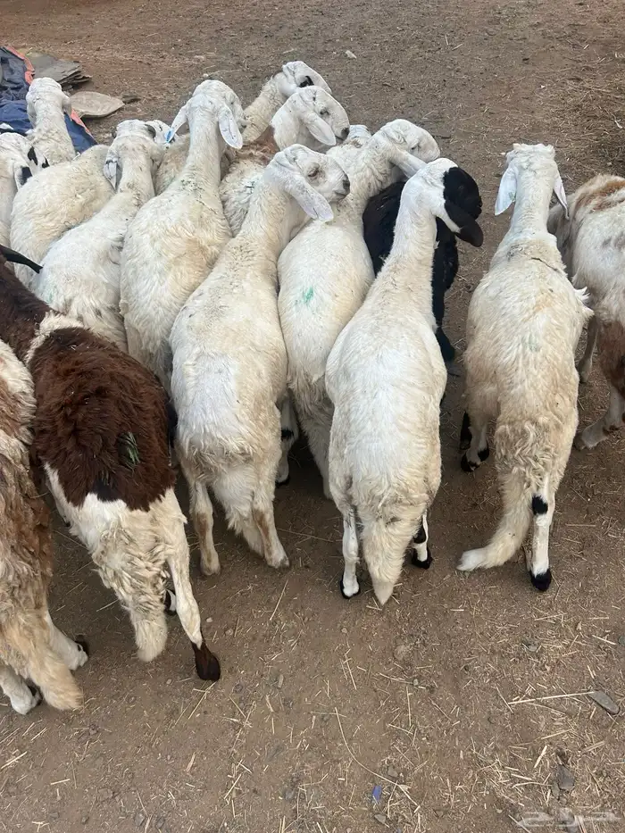 سواكن بيض تربية ثلاثة شهور 3