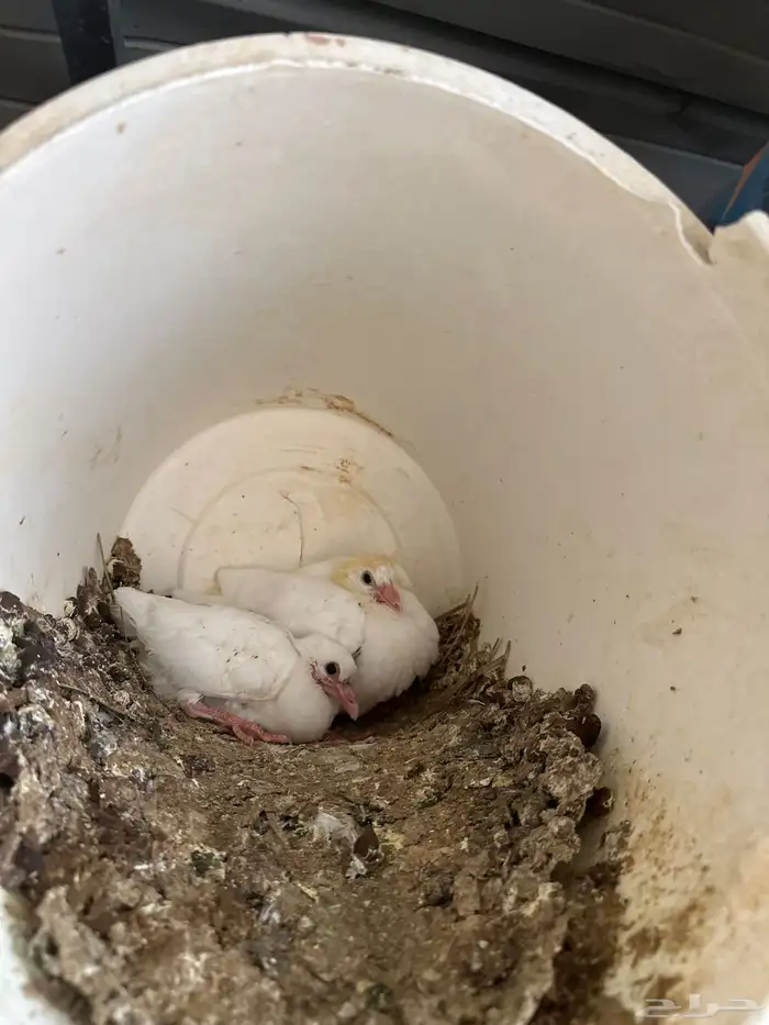 حمام فرنسي سوبر جامبو 12