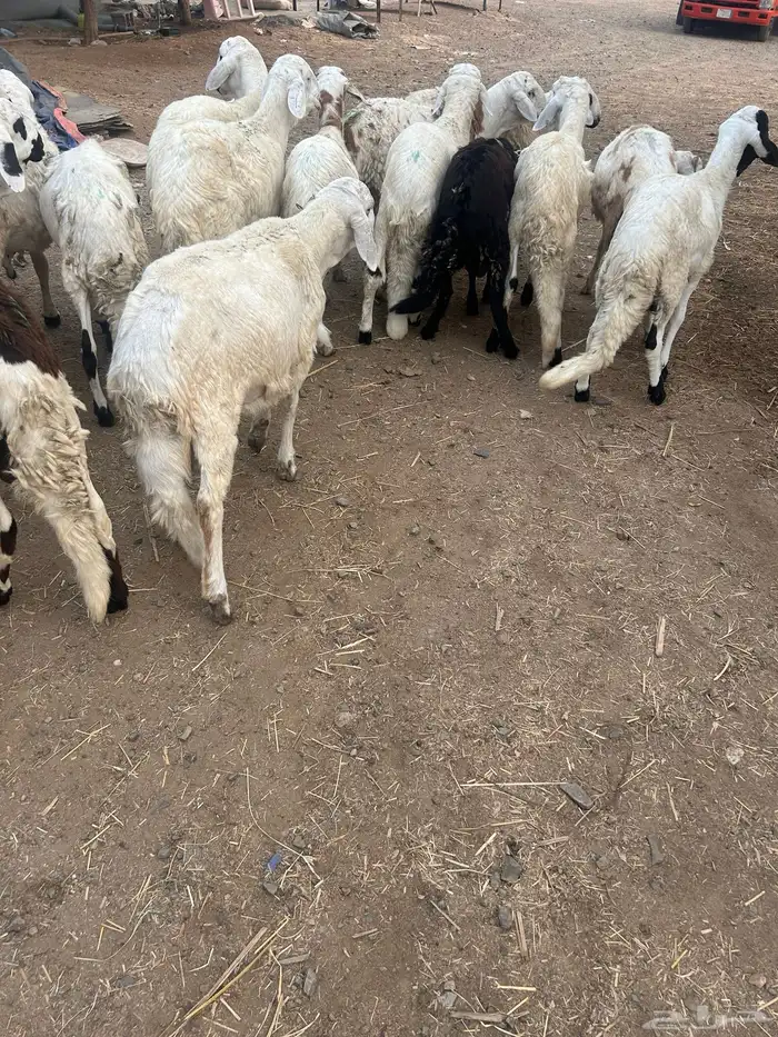 سواكن بيض تربية ثلاثة شهور 4