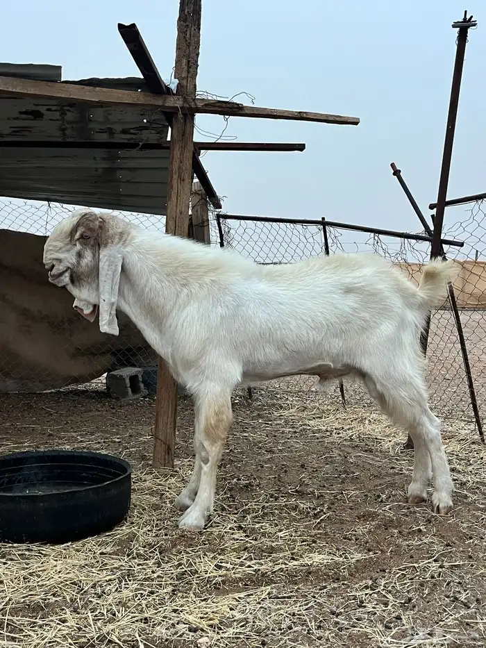 للبيع تيس مطور 0