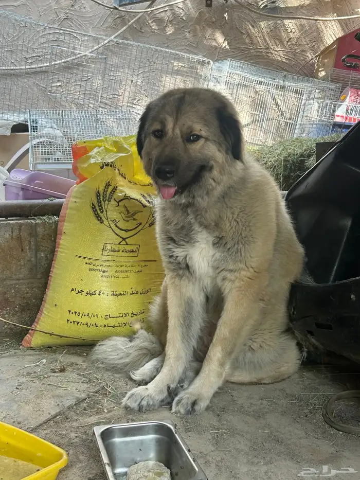 جراوه قوقاز 13