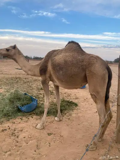 ناقه ذلول index