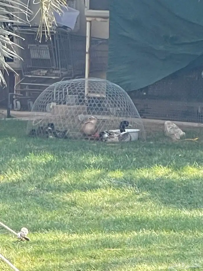 بط شرشيري البري 0