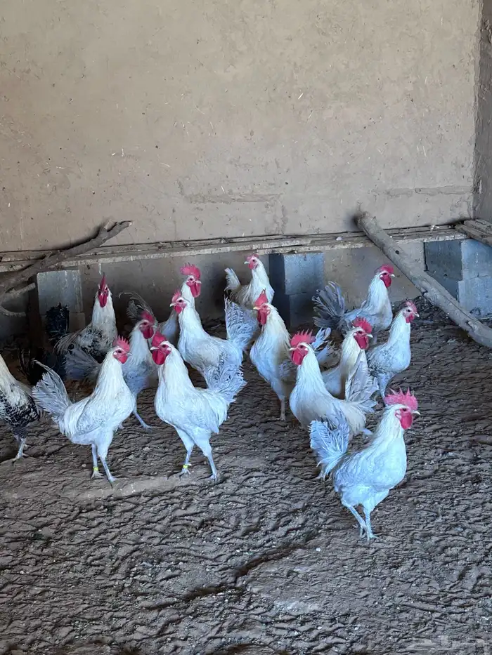 ديك رومي وديك فيومي ساجر 2