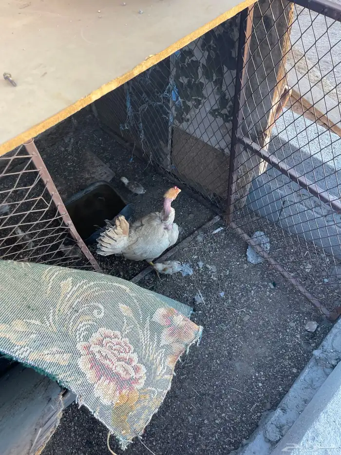 دجاجة شركسية للبيع 3