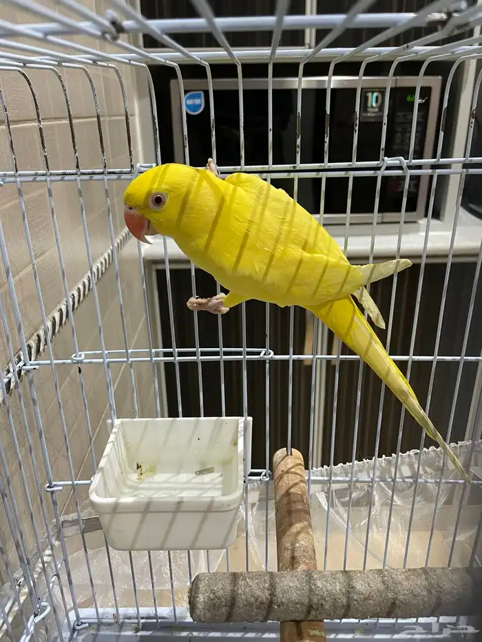 للبيع بغبغاء ذرة 0