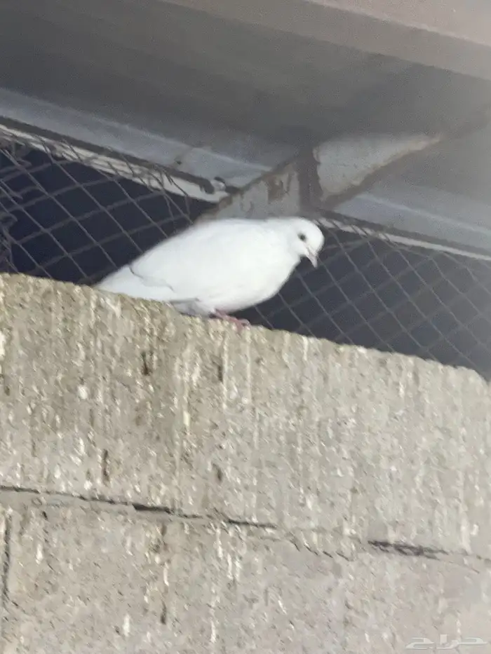 حمام فرنسي جامبو 15