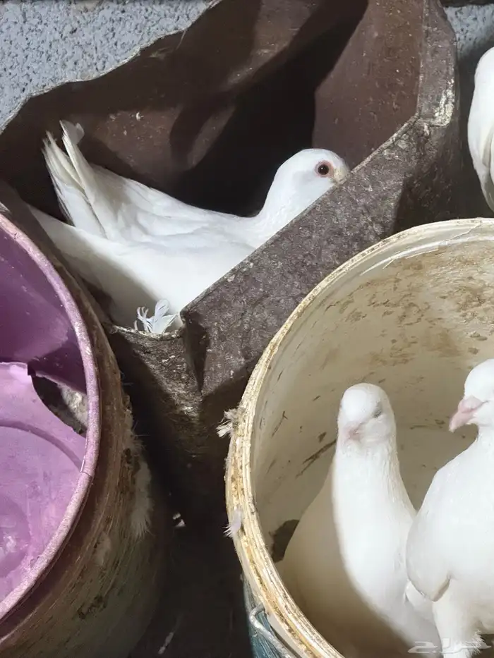 حمام فرنسي جامبو 13