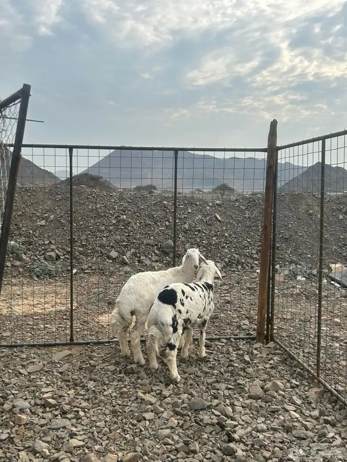 للبيع طليين شحم نظاف 2