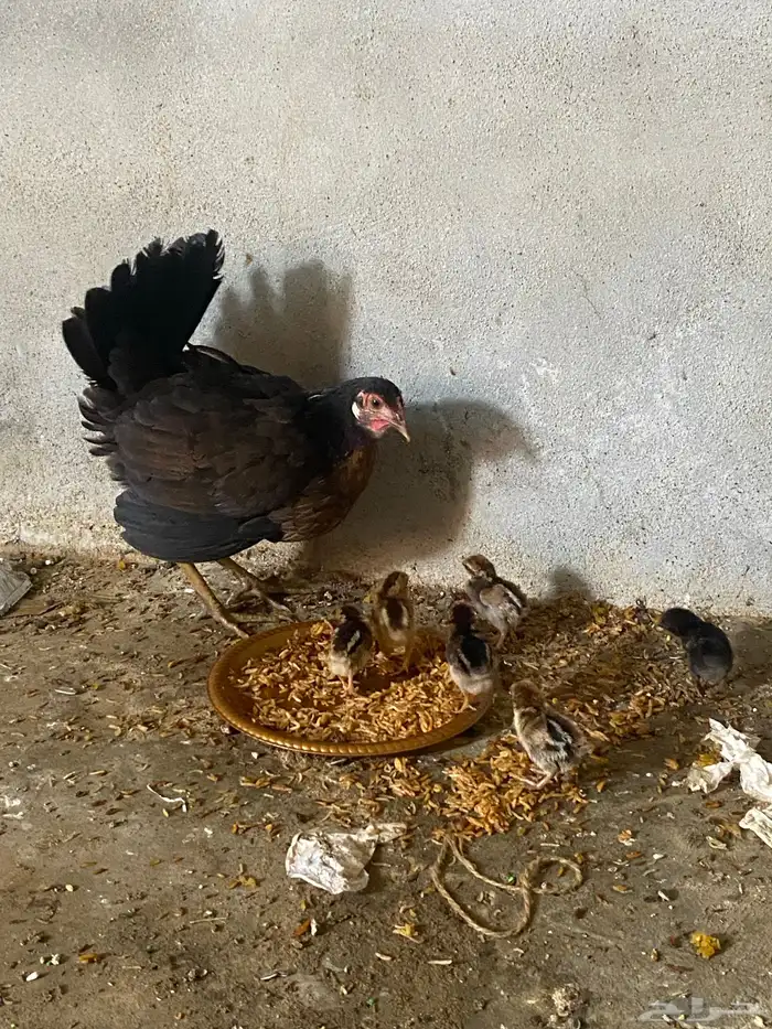 للبيع دجاجه مع صيصانها 0