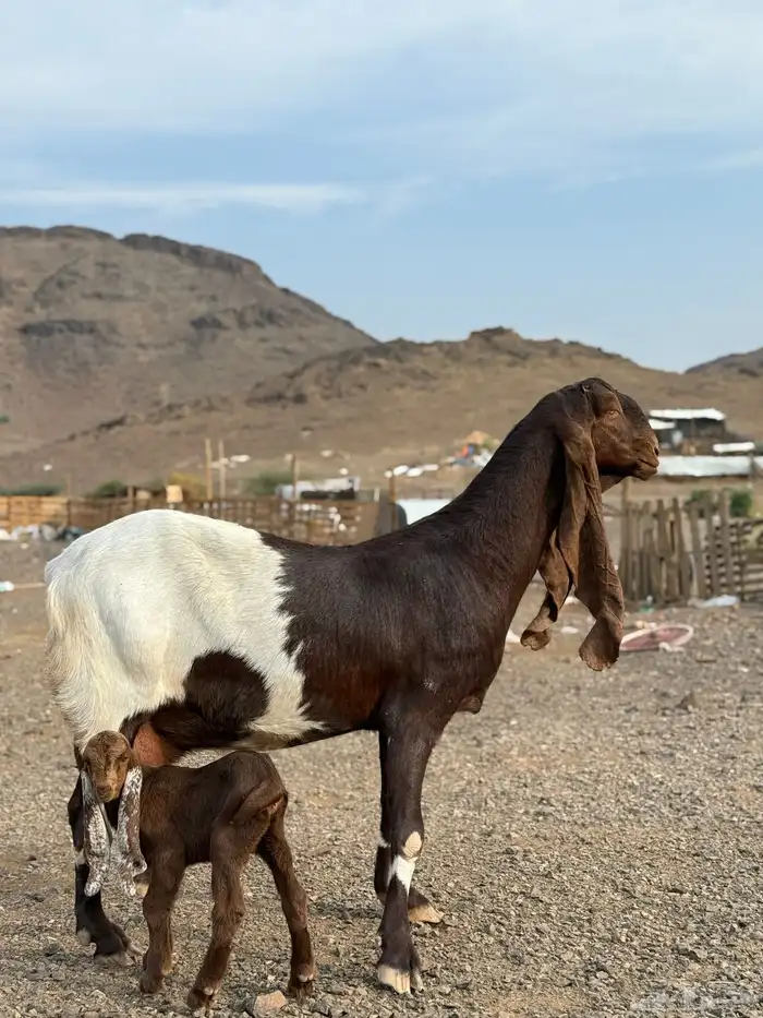 عنز هولنديه صنف 0